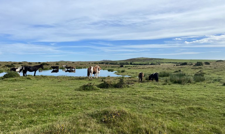 Countryside Views