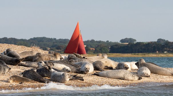 Seal at Blakeney Point